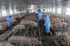 Tuyển sinh lớp Cao đẳng Chăn nuôi thú y
