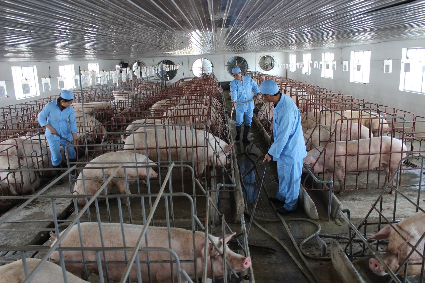 Tuyển sinh lớp Cao đẳng Chăn nuôi thú y